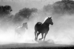 Black and white photo of wild horses galloping through a misty landscape, showcasing freedom and motion.